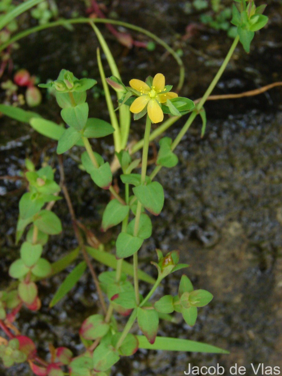 Hypericum japonicum Thunb.